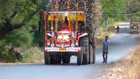 Tractor transport sugar cane