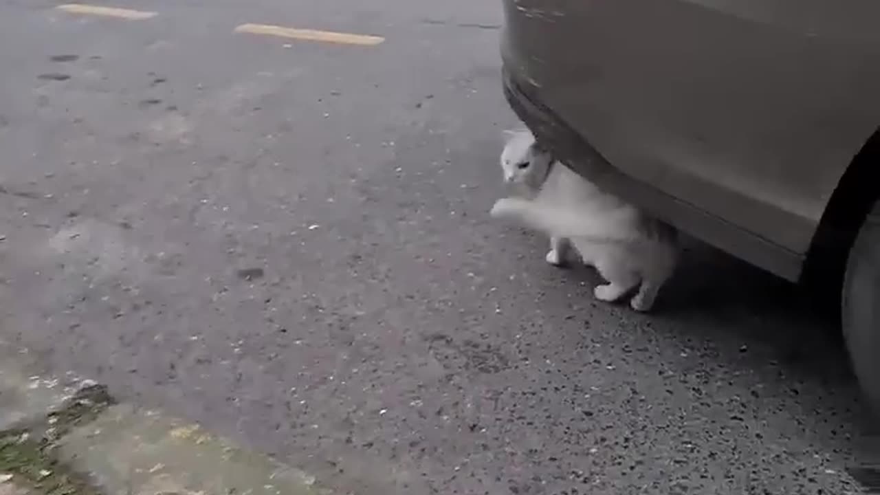 You Don't Want to Encounter the Angry White Cat.