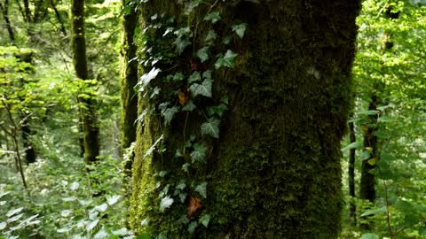 panning up tree