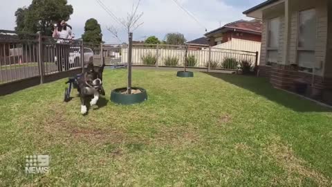 Dog with spinal injury defies the odds | 9 News Australia