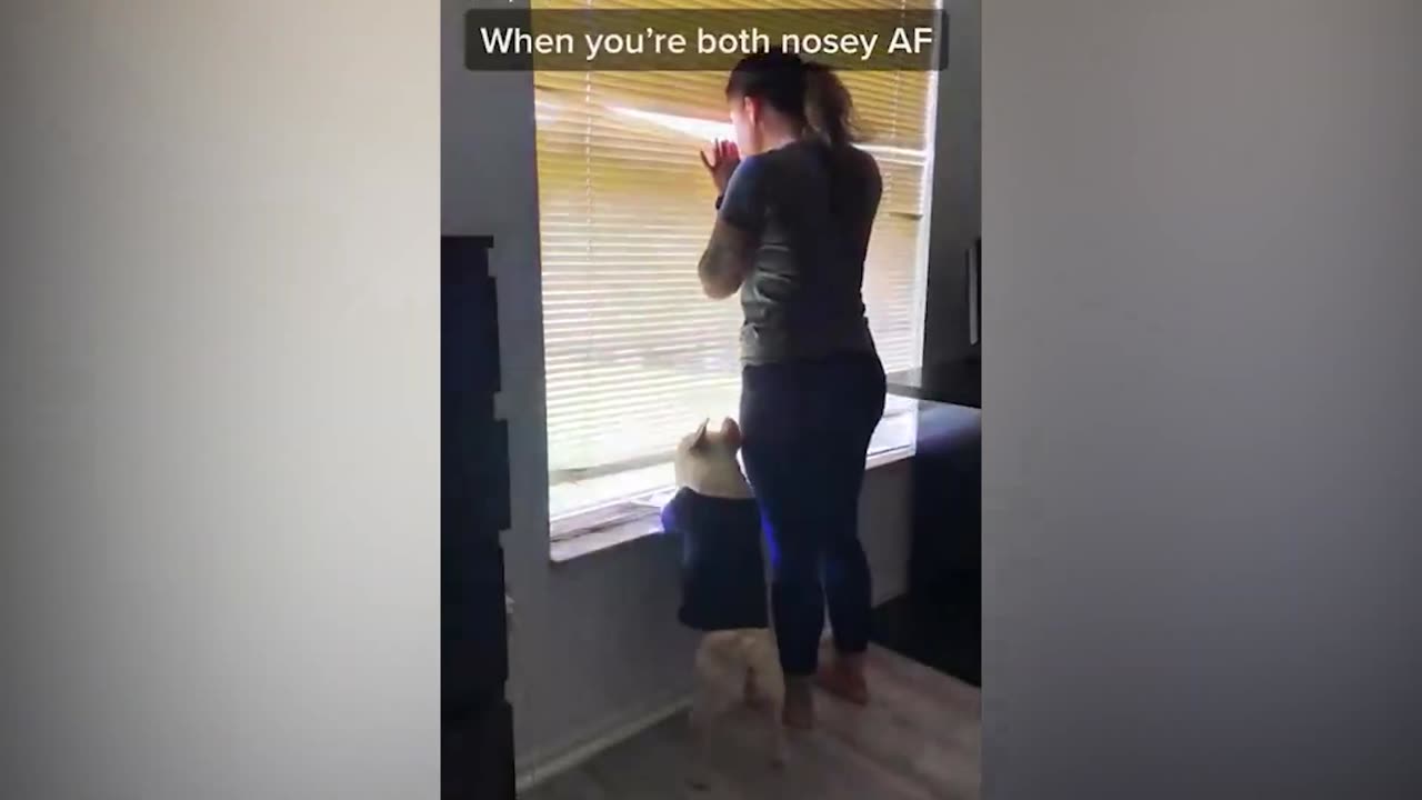 New Funny Cats and Dogs Videos 😹🐶 || Funniest Animals 😄