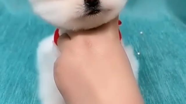 I Need Your Love ❤️#cats #cutecats #smart #animals #lovelycats