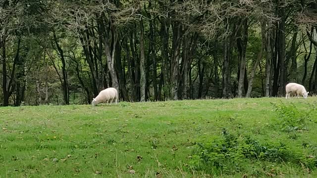 The Beauty of The Welsh's Countryside