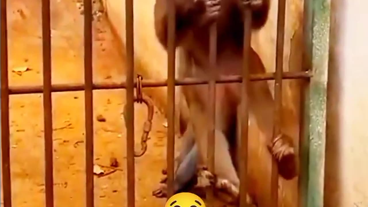 Angry Monkeys🤣