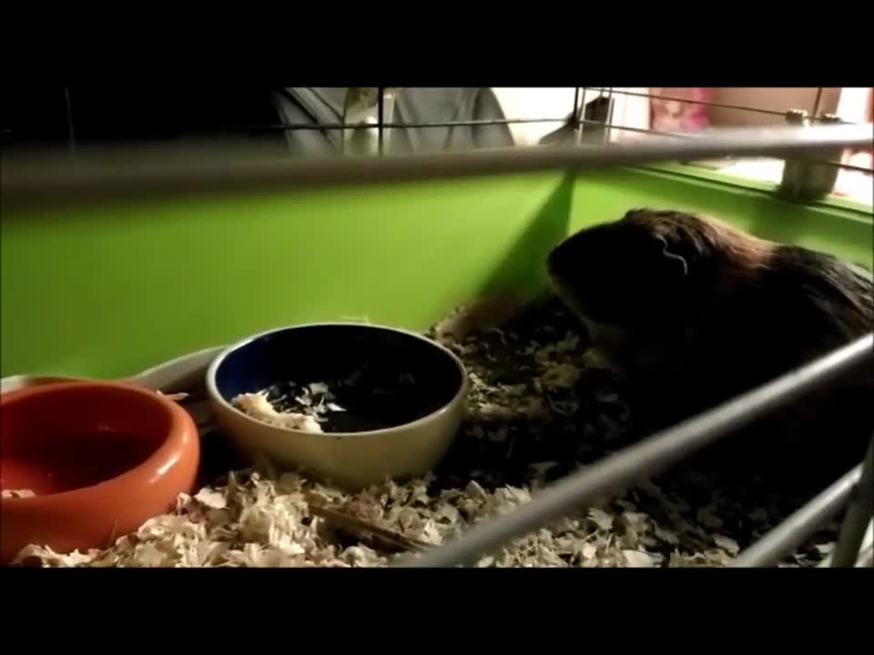 Guinea pig screams and squeaks