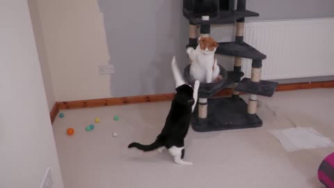 Cat Fight