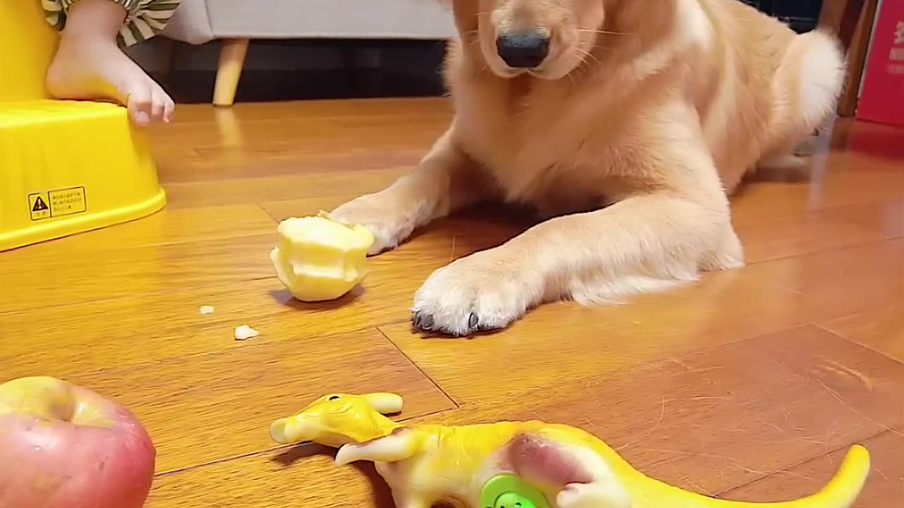 Funniest animals l Funny dog l Funny animals video