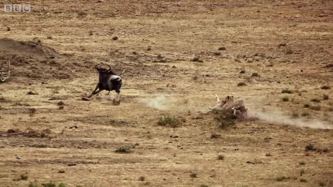 Cheetah chases wildebeest | The Hunt - BBC One