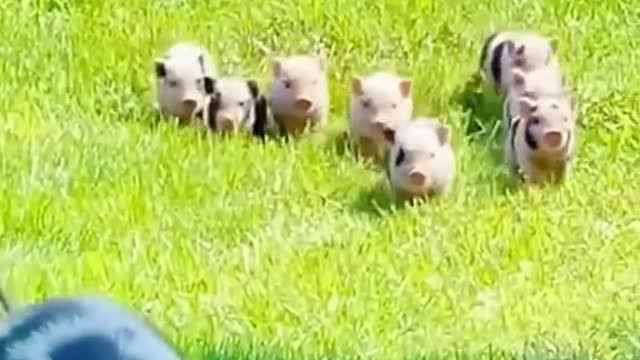 Awww. so cute! Oh oh..the beebees are coming g!!