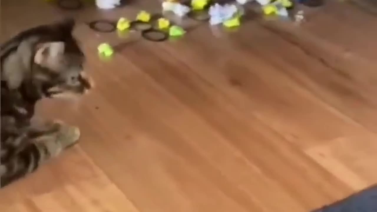 funny cat jokes
