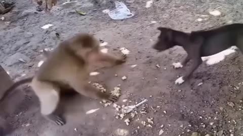 Fanny animals video