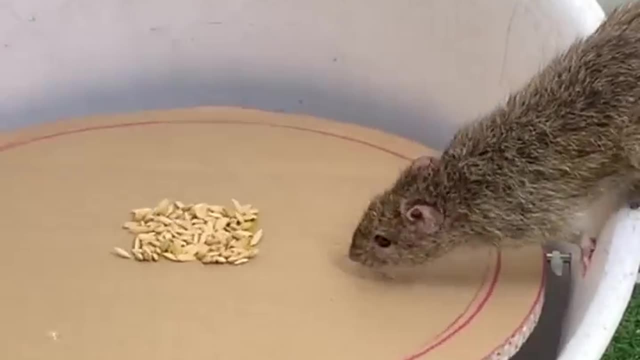 Mouse captured bucket
