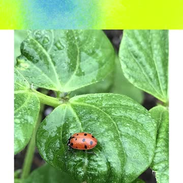 1500 Live Ladybugs #shorts #ladybugs #insects
