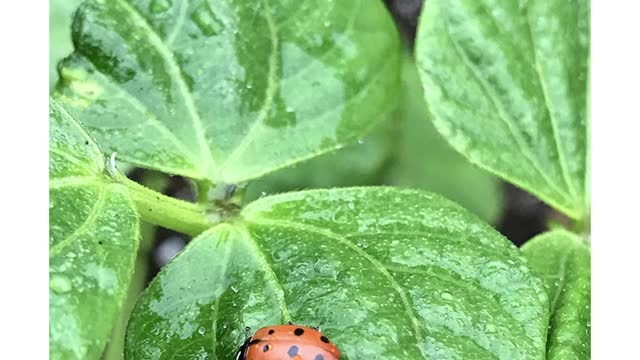 1500 Live Ladybugs #shorts #ladybugs #insects