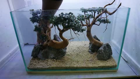 AMAZING BUCEPHALANDRA BONSAI