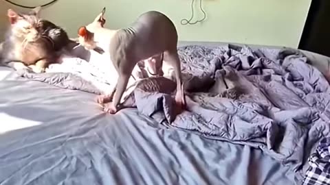 Gatos se divertem com cães