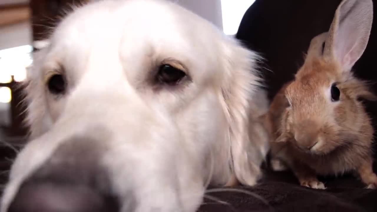 Rabbit Won't Let Dog Relax Alone, Because He Wants to Relax Together