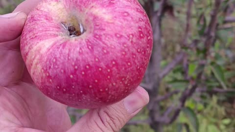 Freshly plucked apples