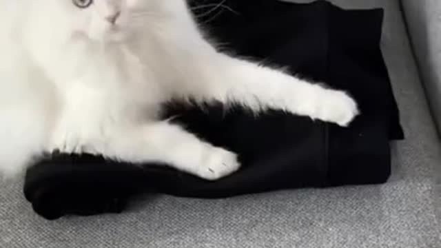 Funny Cats Videos | Did You See This Most Cute Kitten Cat 🐈