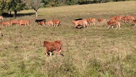 Cows without pasture