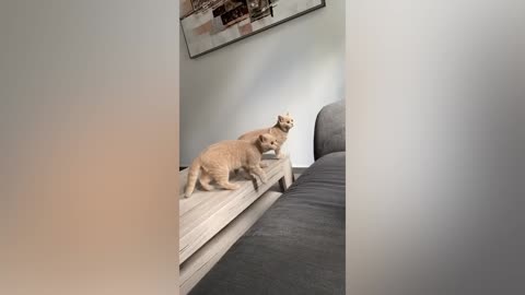 Best Funny Animal Videos Of The 2022 🤣 - Funniest Cats And Dogs Videos 😺😍 (42)