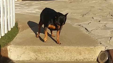 Funny dog 🐕