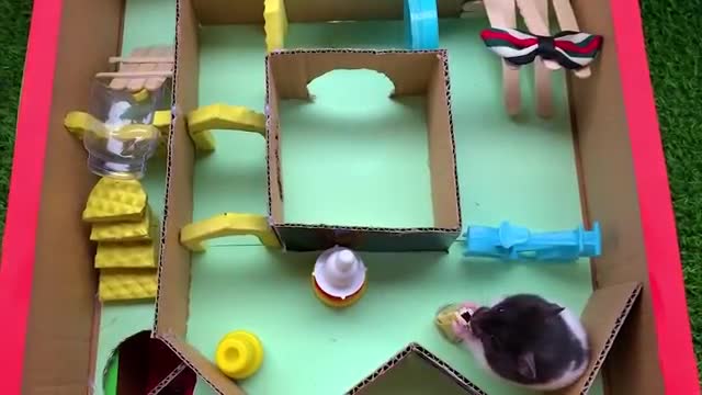 4-Level Hard Maze BOX for Hamster | Make maza for Hamsters Race - Who is faster?