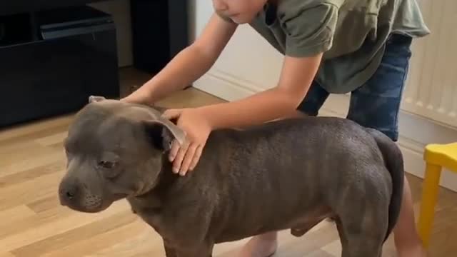 Dogs to have at home