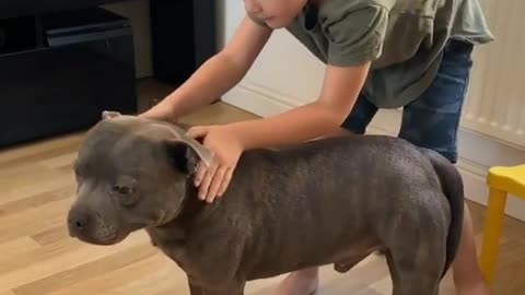 Dogs to have at home