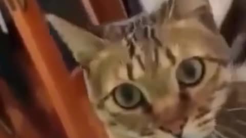 Cat and dog funny video