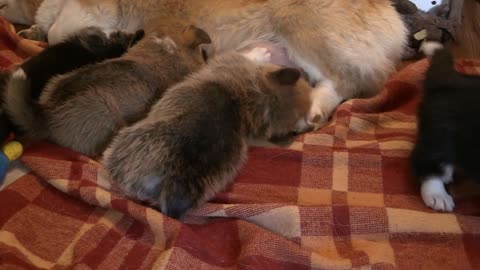 an exhausted mother breastfeeds her adorable little pupies