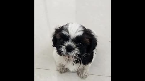My pet name and face reveal