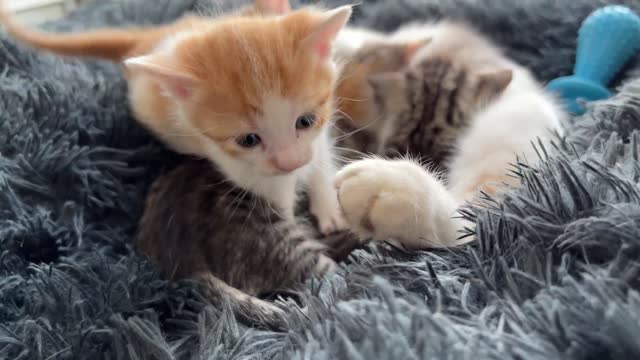 Mom Cat Attacked by Tiny Kitten [Cuteness Overload]