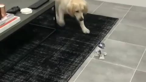 Funny animal videos|Cute animal videos |Funny dog&cat videos|Hilarious pet videos|Funny video