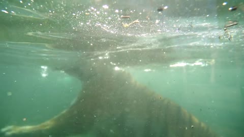 A tiger who loves to dive