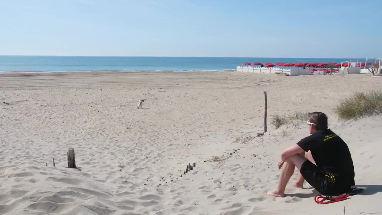 funny dog catching the thrown disk | Funny Dog, Dog Training
