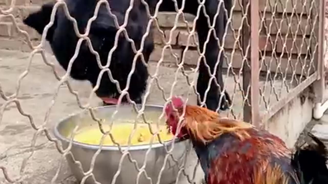 🐕 animals being hilariously themselves :)😂|animals LOL moment🧡.
