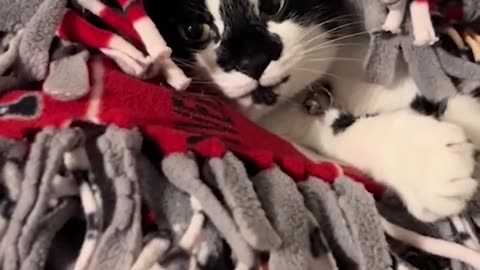 Funny animals - Funny cats and dogs - Funny animal videos 2024