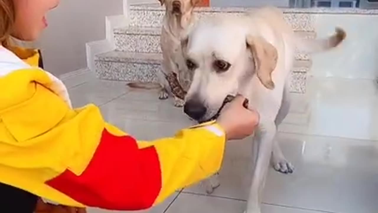 Pranks with dogs || So Funny! Angry dog vs mirror fight || Most Funny prank on dogs
