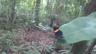 Linda borboleta preta, laranja e amarela no jardim botânico, maravilhosa! [Nature & Animals]