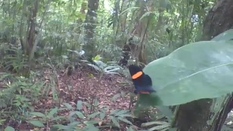 Linda borboleta preta, laranja e amarela no jardim botânico, maravilhosa! [Nature & Animals]