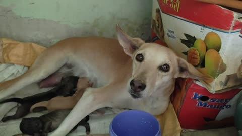 New born puppies at home || Dog cute puppiez