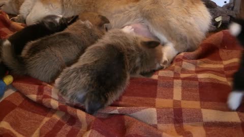 corgi dog feeding puppies pets