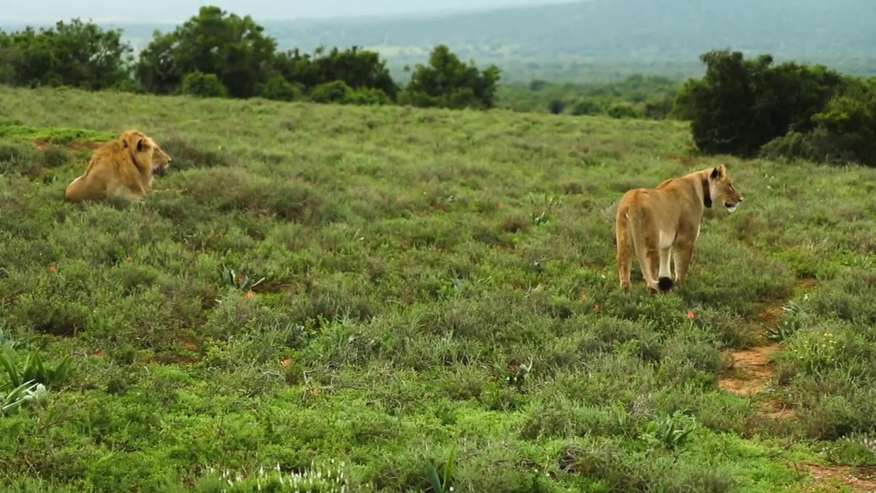 Wildlife Animals Stock Footage _ Royalty Free Videos _Free to Use _Free Download Links_(720P_HD)