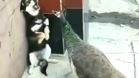 Dog video