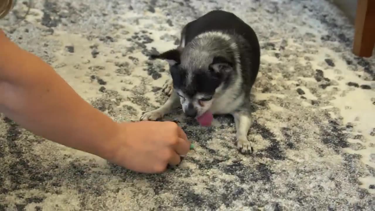 Trying To Get My Chihuahua To Sit For 20 Minutes