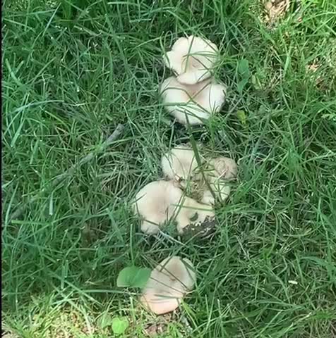 Magical Fairy Ring