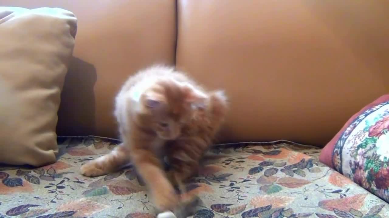 Very Cute Little Kitten Playing with her toy mouse.