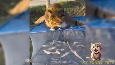 Funniest Animals 2023 😂😂 Best Cats and Dogs Videos 🐶😸 Part 3