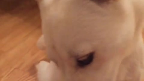 Puppy is our best friend forever